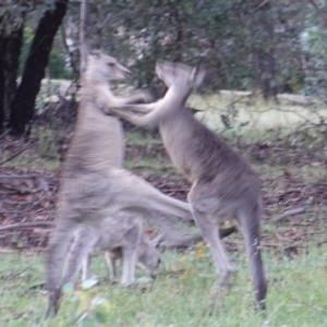 Macropus giganteus at Hughes, ACT - 8 Jan 2019 08:03 PM