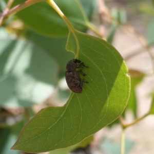 Rhinaria sp. (genus) at Deakin, ACT - 8 Jan 2019