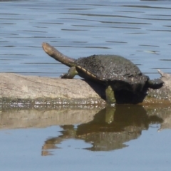Chelodina longicollis (Eastern Long-necked Turtle) at Jerrabomberra Wetlands - 3 Jan 2019 by Christine
