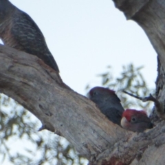 Callocephalon fimbriatum (Gang-gang Cockatoo) at Hughes, ACT - 13 Jan 2018 by JackyF