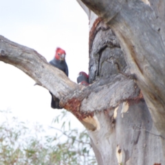 Callocephalon fimbriatum at Hughes, ACT - suppressed