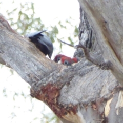 Callocephalon fimbriatum at Hughes, ACT - suppressed