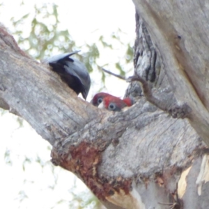 Callocephalon fimbriatum at Hughes, ACT - 13 Jan 2018