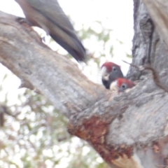 Callocephalon fimbriatum at Hughes, ACT - suppressed