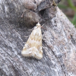 Hellula hydralis at Tennent, ACT - 7 Jan 2019