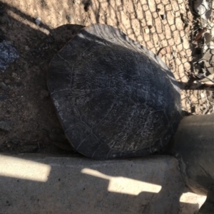 Chelodina longicollis at Forde, ACT - 9 Jan 2019