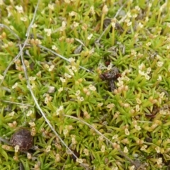 Scleranthus biflorus (Twin-flower Knawel) at Booth, ACT - 7 Jan 2019 by Christine