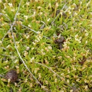 Scleranthus biflorus at Booth, ACT - 7 Jan 2019 09:15 AM