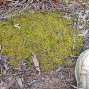 Scleranthus biflorus at Booth, ACT - 7 Jan 2019 09:15 AM