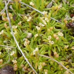 Scleranthus biflorus at Booth, ACT - 7 Jan 2019 09:15 AM