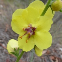 Verbascum virgatum (Green Mullein) at Booth, ACT - 7 Jan 2019 by Christine