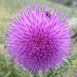 Cirsium vulgare at Booth, ACT - 7 Jan 2019