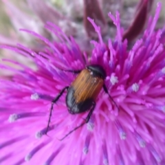 Phyllotocus navicularis (Nectar scarab) at Booth, ACT - 7 Jan 2019 by Christine