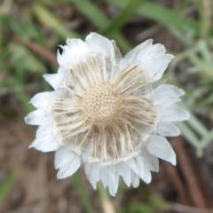 Leucochrysum alpinum (Alpine Sunray) at Booth, ACT - 6 Jan 2019 by Christine