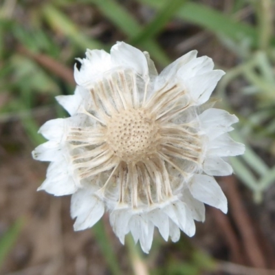 Leucochrysum alpinum (Alpine Sunray) at Booth, ACT - 7 Jan 2019 by Christine