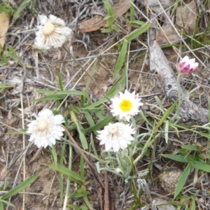 Leucochrysum alpinum at Booth, ACT - 7 Jan 2019