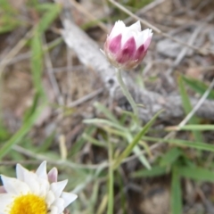 Leucochrysum alpinum at Booth, ACT - 7 Jan 2019