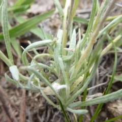 Leucochrysum alpinum at Booth, ACT - 7 Jan 2019 09:45 AM