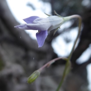 Wahlenbergia sp. at Booth, ACT - 7 Jan 2019