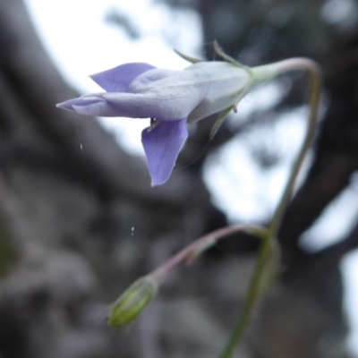 Wahlenbergia sp. (Bluebell) at Booth, ACT - 7 Jan 2019 by Christine