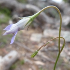 Wahlenbergia sp. at Booth, ACT - 7 Jan 2019