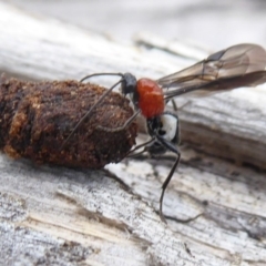 Pycnobraconoides sp. (genus) (A Braconid wasp) at Booth, ACT - 7 Jan 2019 by Christine