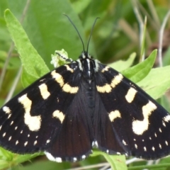 Phalaenoides tristifica (Willow-herb Day-moth) at Booth, ACT - 6 Jan 2019 by Christine