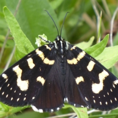 Phalaenoides tristifica (Willow-herb Day-moth) at Booth, ACT - 7 Jan 2019 by Christine