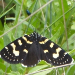 Phalaenoides tristifica at Booth, ACT - 7 Jan 2019 10:24 AM