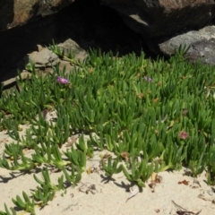 Carpobrotus glaucescens (Pigface) at Bawley Point, NSW - 4 Jan 2019 by MatthewFrawley