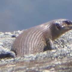 Egernia cunninghami (Cunningham's Skink) at Rendezvous Creek, ACT - 7 Jan 2019 by Christine