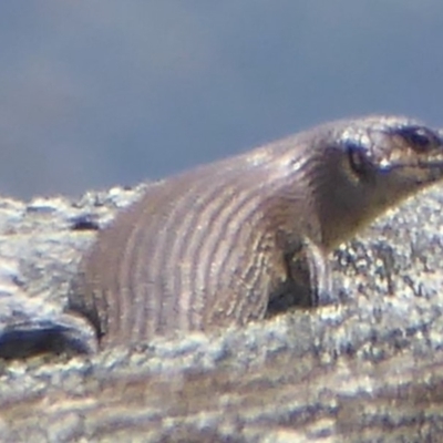 Egernia cunninghami (Cunningham's Skink) at Rendezvous Creek, ACT - 7 Jan 2019 by Christine