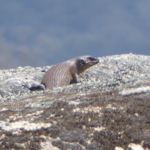 Egernia cunninghami at Rendezvous Creek, ACT - 7 Jan 2019 12:00 PM