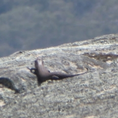 Egernia cunninghami at Rendezvous Creek, ACT - 7 Jan 2019 12:00 PM