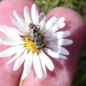 Tachinidae (family) at Rendezvous Creek, ACT - 7 Jan 2019 12:22 PM