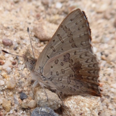 Paralucia aurifera (Bright Copper) at Booth, ACT - 7 Jan 2019 by Christine