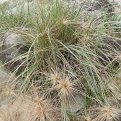 Spinifex sericeus (Beach Grass) at Bawley Point, NSW - 2 Jan 2019 by MatthewFrawley