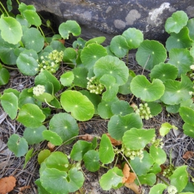 Hydrocotyle bonariensis (Pennywort) at Bawley Point, NSW - 4 Jan 2019 by MatthewFrawley