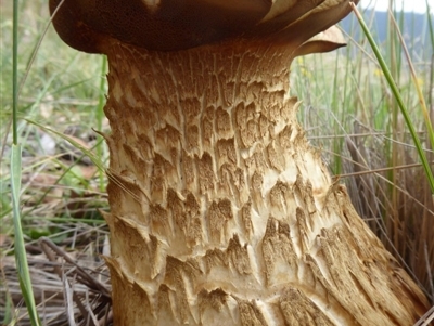 Phlebopus marginatus (Giant Bolete) at Booth, ACT - 7 Jan 2019 by Christine