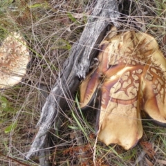 Phlebopus marginatus at Booth, ACT - 7 Jan 2019 01:58 PM