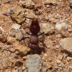 Ephutomorpha sp. (genus) (Mutillid wasp or Velvet ant) at Dunlop, ACT - 8 Jan 2019 by Christine