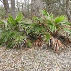 Livistona australis (Australian Cabbage Palm) at Termeil, NSW - 3 Jan 2019 by MatthewFrawley