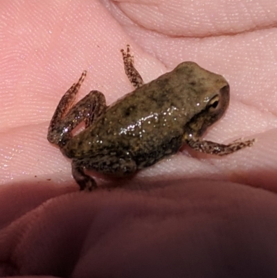 Litoria latopalmata (Broad-palmed Tree-frog) at Karabar, NSW - 9 Jan 2019 by Speedsta