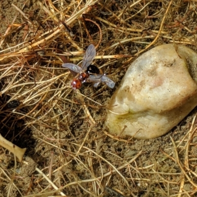 Melophorus sp. (genus) (Furnace ant) at Karabar, NSW - 9 Jan 2019 by Speedsta