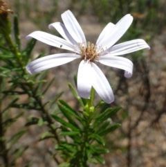 Olearia tenuifolia (Narrow-leaved Daisybush) at Latham, ACT - 9 Jan 2019 by RWPurdie