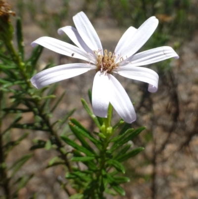 Olearia tenuifolia (Narrow-leaved Daisybush) at Umbagong District Park - 8 Jan 2019 by RWPurdie