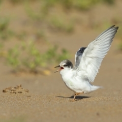 Sternula albifrons (Little Tern) at Tathra, NSW - 5 Jan 2019 by Leo