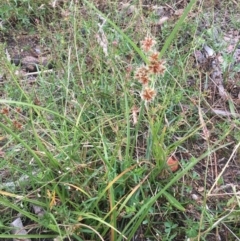 Cyperus lhotskyanus (A Sedge) at Corrowong, NSW - 9 Jan 2019 by BlackFlat