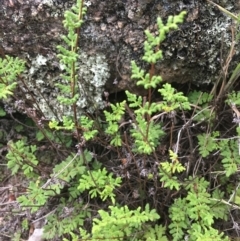 Cheilanthes sieberi (Rock Fern) at Corrowong, NSW - 9 Jan 2019 by BlackFlat