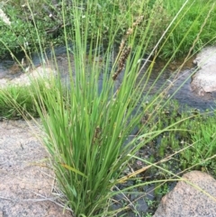 Carex appressa (Tall Sedge) at Corrowong, NSW - 9 Jan 2019 by BlackFlat